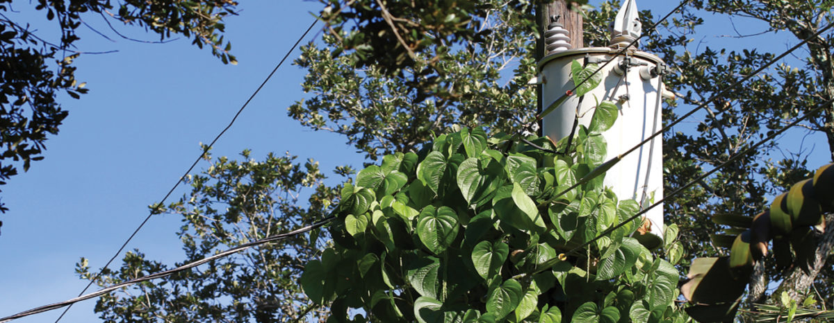 Overgrown Tree