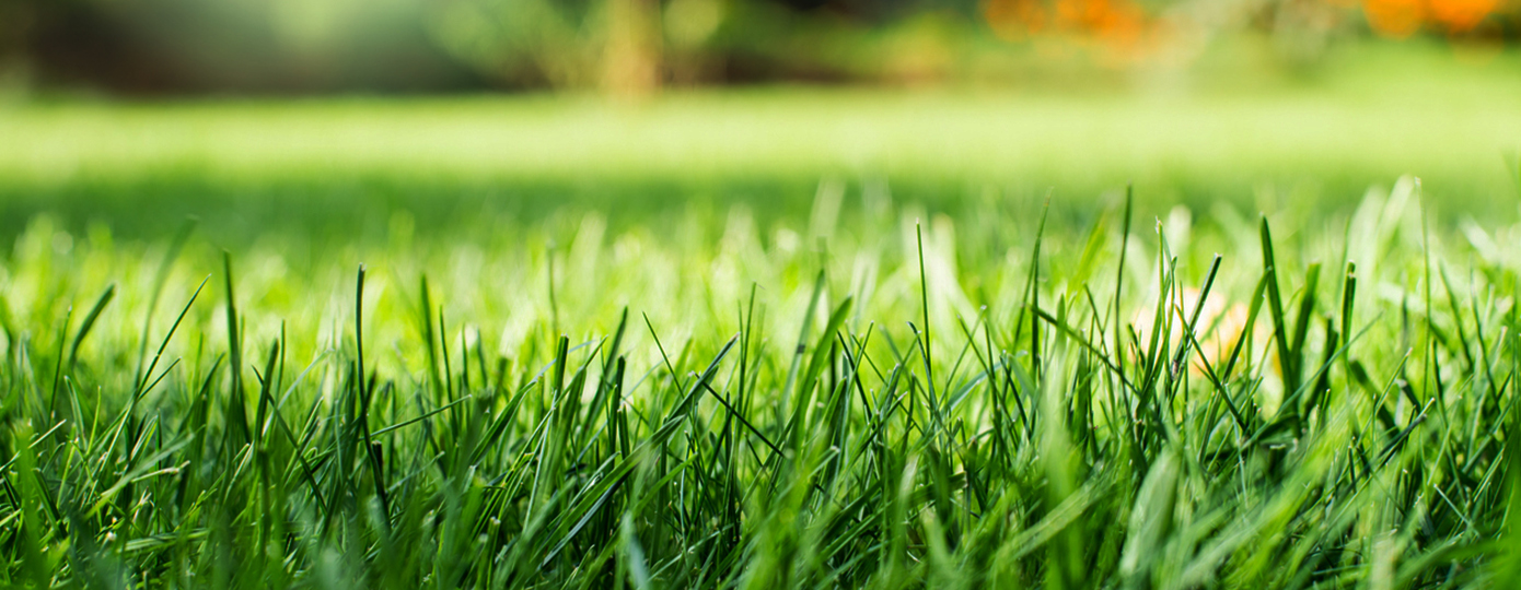 grass removal rebate