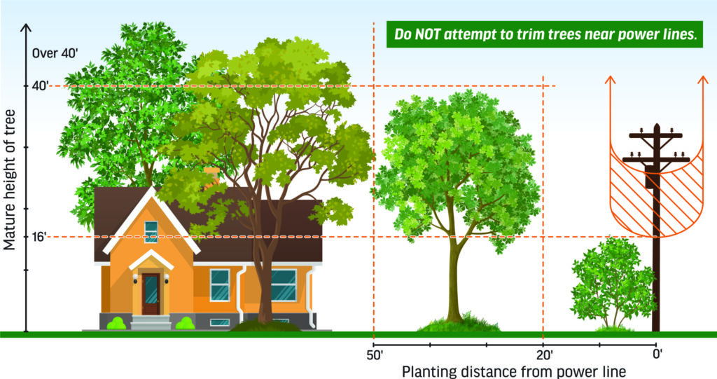 Diagram showing recommended planting distances for trees of different mature heights near power lines, with a warning not to trim trees close to power lines.