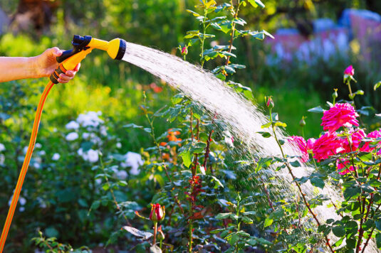 A person waters blooming flowers in a garden using a yellow and black hose nozzle on a sunny day.