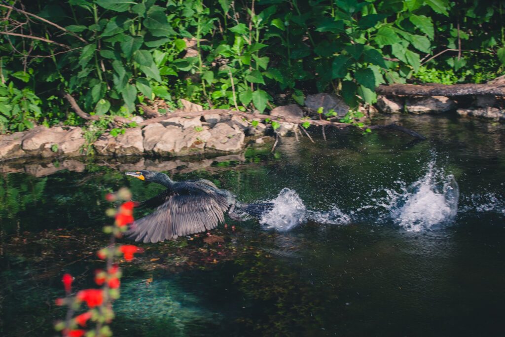 ducks swimming in comal river