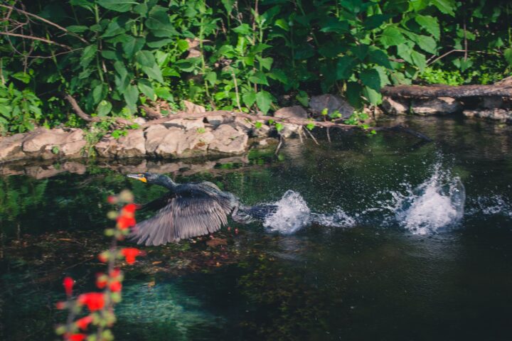 ducks swimming in comal river