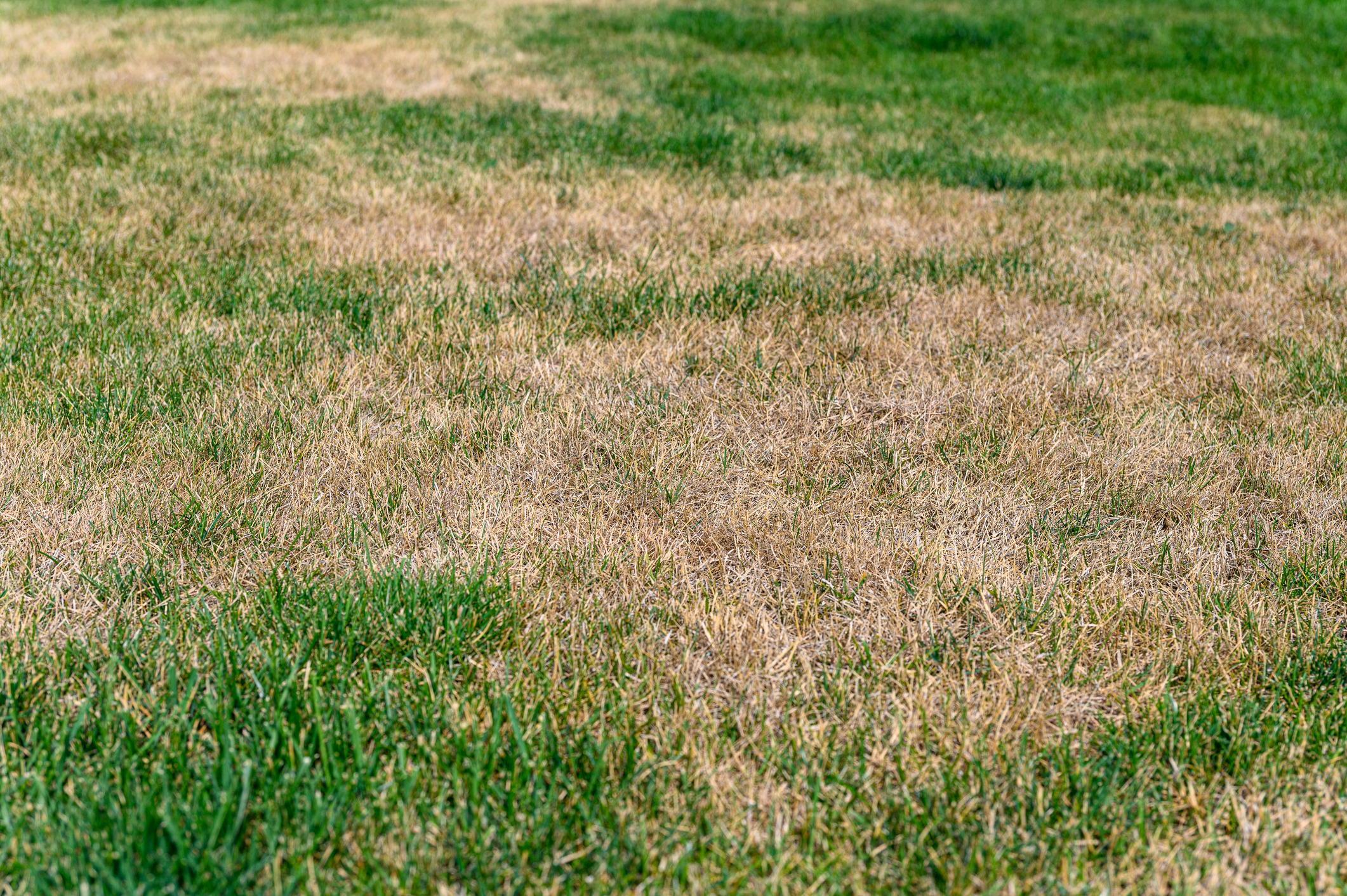 Brown Grass? Your Lawn May Be Doing Exactly What It Should